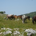 MIL06802 2