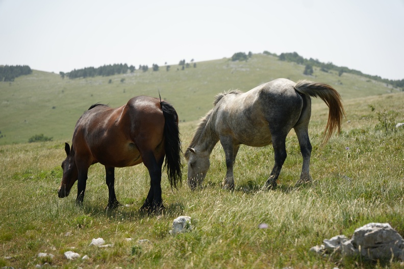 MIL06808.JPG