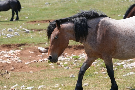MIL06896