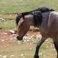 MIL06896