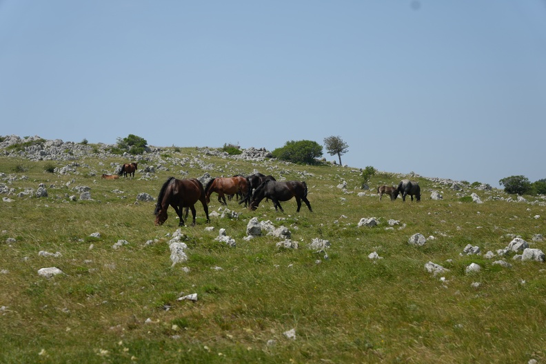 MIL06804_2.JPG